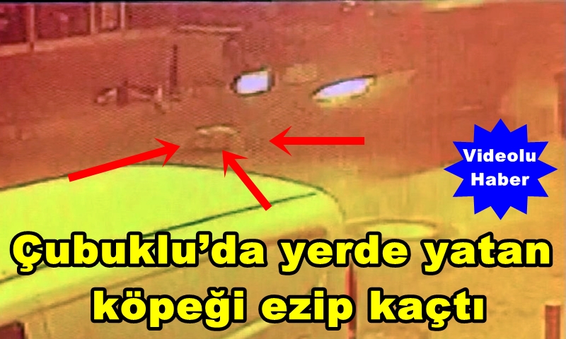 Çubukluda Yerde Yatan Köpeği Ezip Kaçtı